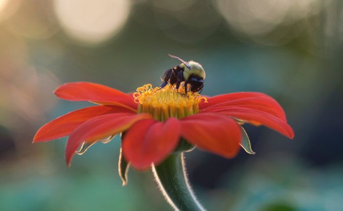 Chosen Because He is&nbsp;Good