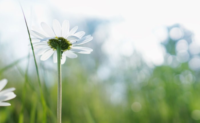 For the Sake of the&nbsp;Joy