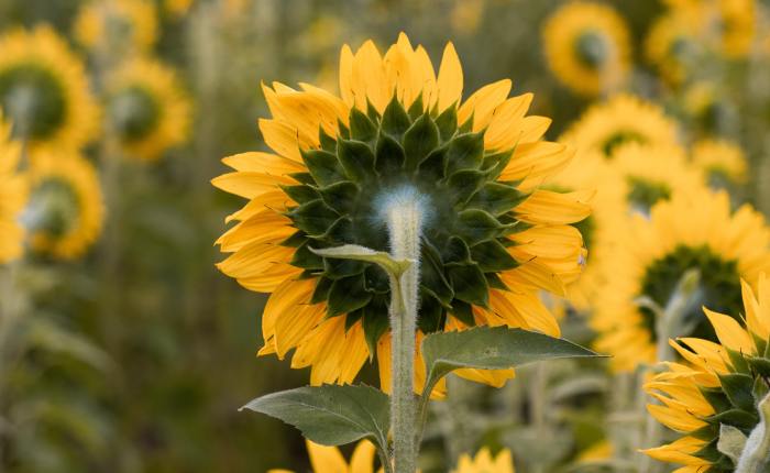 A Life-Giving Intentionality