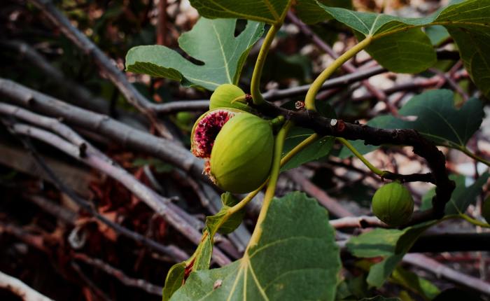 Though The Fig Tree Does Not&nbsp;Blossom