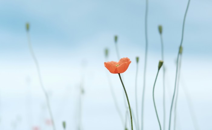 The Risk of Hope